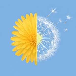 Dandelion flower half full bloom and half seeded